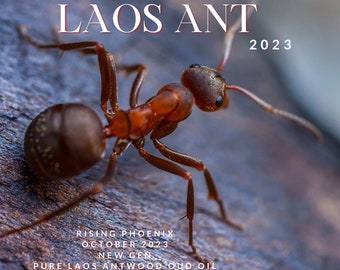 Laos Ant 2023 : New Gen Incense Grade Wild Central Laos Antwood Pure Oud Oil - Dehn al Oudh - Rising Phoenix Perfumery - Borikhamxay Series