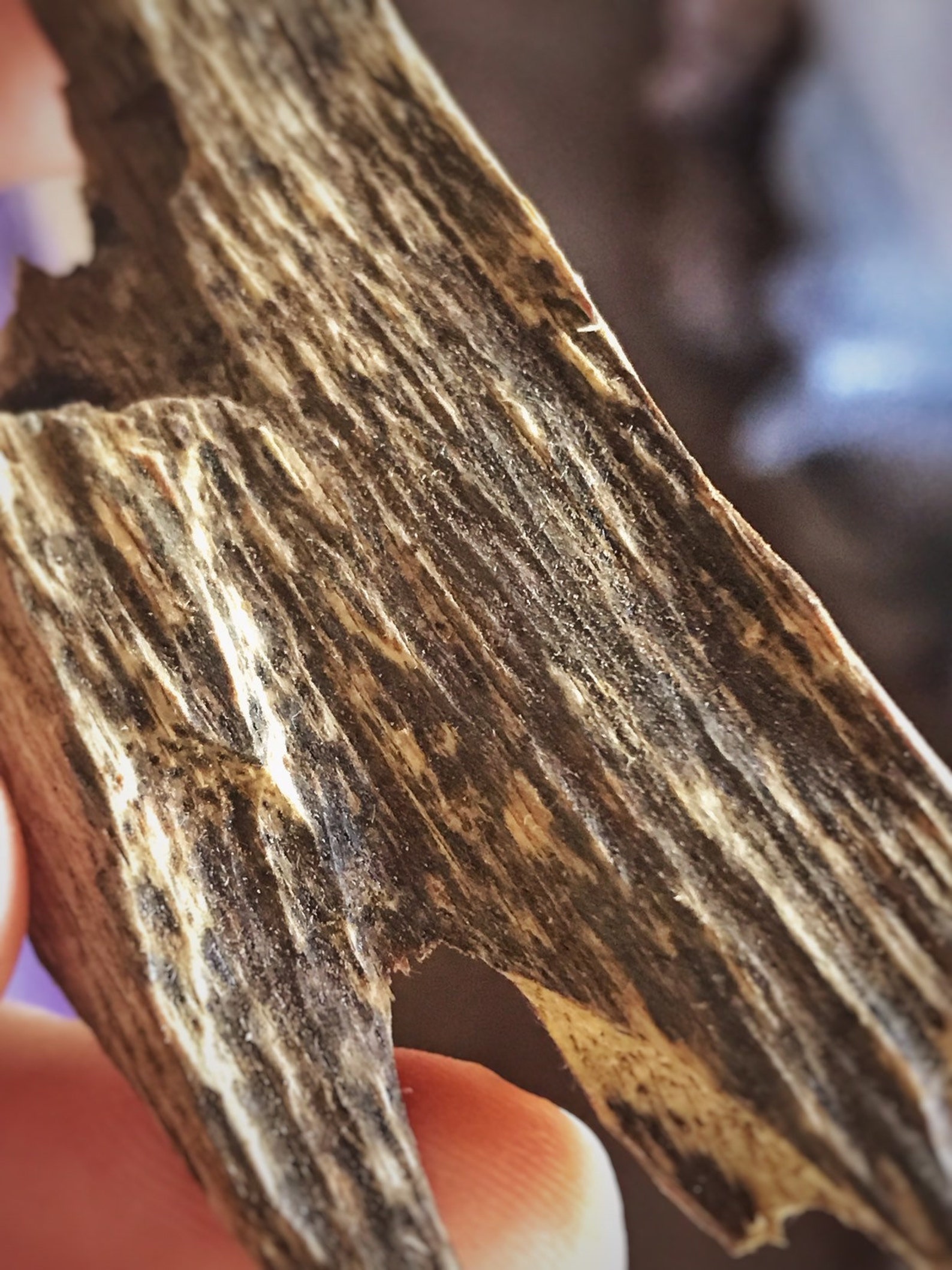 Surfers Paradise Banana Island Krui Sumatra Rare Etsy