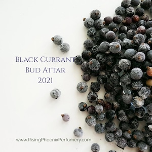 Black Currant Bud Attar 2021 : Sandalwood, and Yuzu - Shibui Attars Series