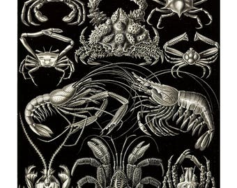 ERNST HAECKEL DECAPODA CRUSTACEAN ART A3 CANVAS GICLEE PRINT POSTER