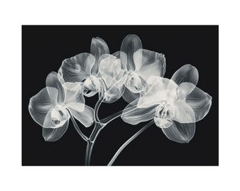 X-ray Orchids Rolled Posters White Orchids Poster Office Wall Dorm Room Gift Xmas Present Christmas Present House Warming Gift