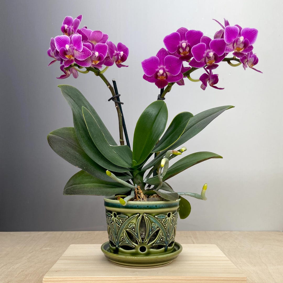 Small Dynasty Orchid Pot Landscape Motif main image 1