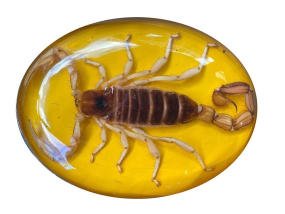 Real scorpion belt buckle - yellow - image 1