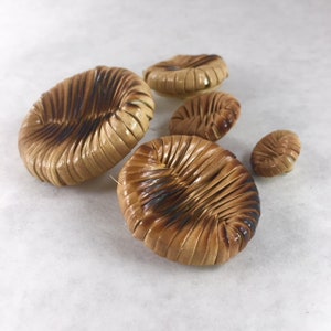 May include: A set of five woven buttons in various sizes. The buttons are made of natural materials and have a light brown color with a slightly darker brown hue. The buttons have a unique, textured design.