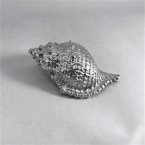 May include: A silver-colored seashell with a textured surface. The shell is curled and has a pointed tip.