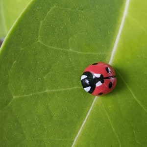 Op de afbeelding: Een rode lieveheersbeestje met zwarte stippen zit op een groen blad.