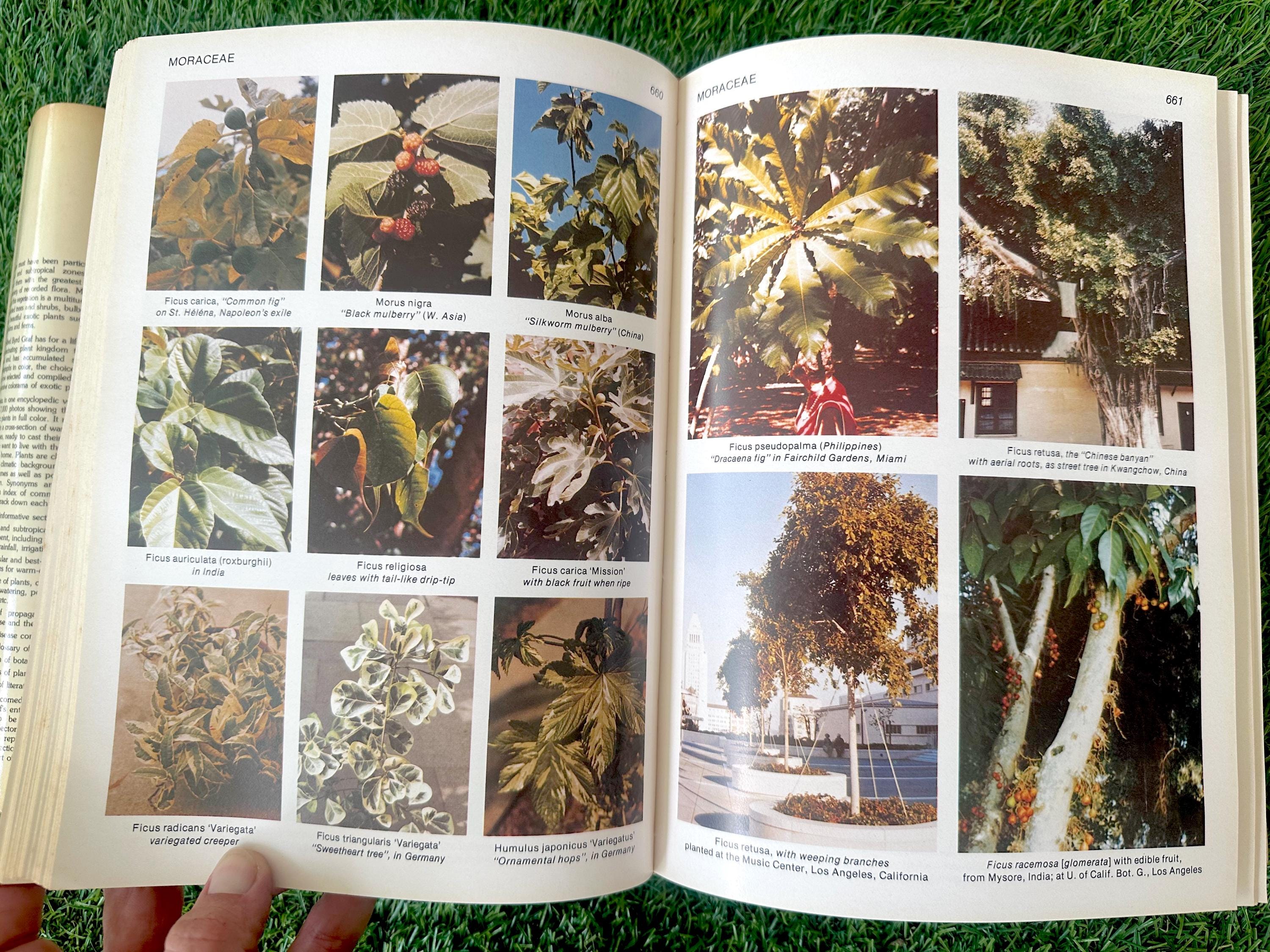 Vintage Tropical Plant Encyclopedia Packed With Color Photos