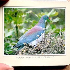 May include: A close-up of a wood pigeon, a blue and green bird with a red breast, perched on a branch of a bush with white flowers. The bird is looking to the right of the image. The text "WOOD PIGEON - NEW ZEALAND" is printed below the image.