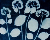 Hortensia imprime. Cyanotype. Largeur 22,2, à hauteur de 22,2 en.