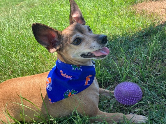 gators dog jersey