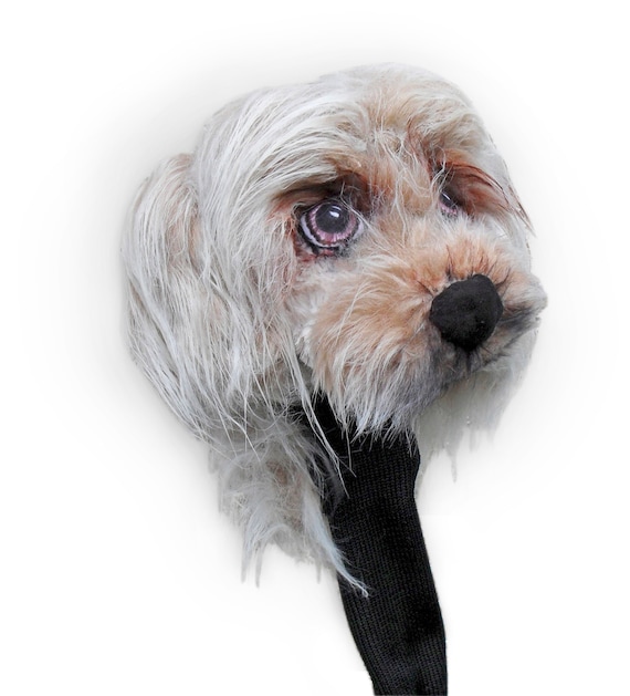 custom dog head covers