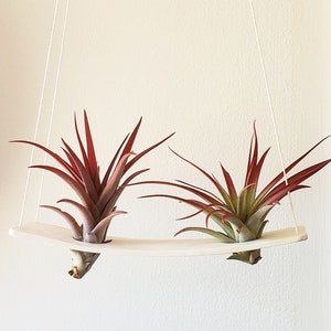 Air plant hanger, Hanging planter, Clay pot, Air plant holder, Tillandsia holder, indoor plant holder / container