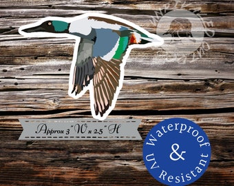 Northern shoveler spoonie spoon bill duck spoony