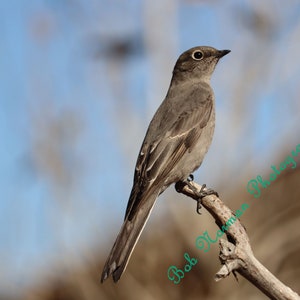 Townsend&#39;s Solitaire on Twig - Color Photography - Digital Download