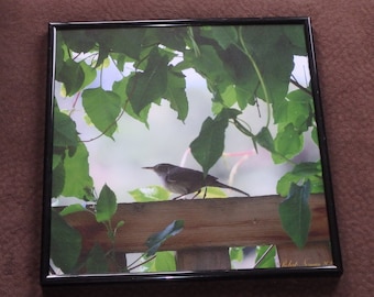 13" x 13" Framed  Photo Print, Wren In Arbor - Color Photography