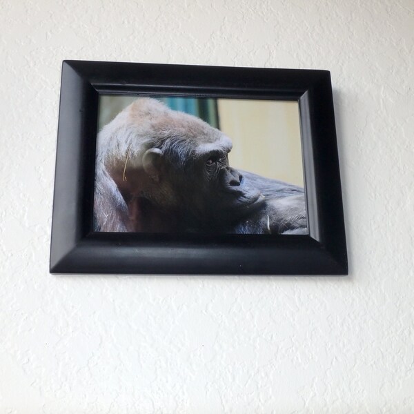 5 x 7 Inch Framed Photo Titled "Gorilla Thoughts" - Color Photography
