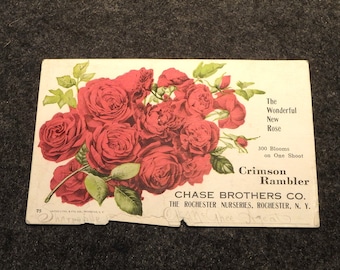 Trade Card The Rochester Nurseries - Chase Brothers - Crimson Rambler Rose