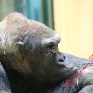 Peut inclure: Gros plan sur le visage d'un gorille, les yeux fermés et la bouche légèrement ouverte. Le gorille repose sa tête sur son bras, et sa fourrure est gris foncé.