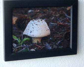5 x 7 Inch Framed Photo Titled "Forest Floor Mushroom" - Color Photography