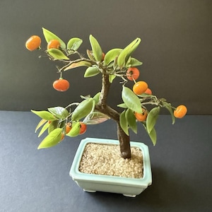 May include: A miniature bonsai tree with orange fruit and green leaves. The tree is planted in a light blue rectangular pot filled with small, tan pebbles. The tree's trunk is brown, and the background is a dark gray.