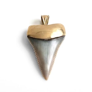 Shark Tooth Pendant With 14K Gold Setting