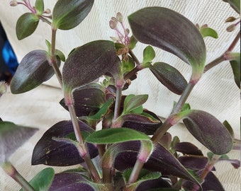 Tradescantia Red Etsy