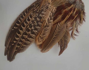 Dried Preserved Pheasant Wing Single