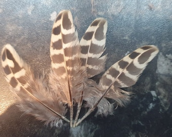 4 x hen pheasant small fluffy wing feathers