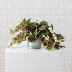 Vining Coleus Faux Houseplant in Metal Tin