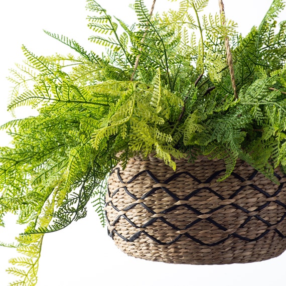 Fern hanging deals basket