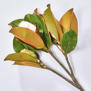 Real Touch Large Magnolia Bud Large Branch Stem 31&quot;