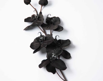 May include: A black orchid flower stem with five blossoms. The flowers are a deep black with a velvety texture.