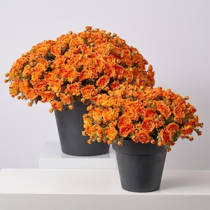 May include: Two potted orange chrysanthemum plants. The flowers are a vibrant orange with yellow accents, and the pots are a matte black. The plants are on a white surface, creating a striking contrast.