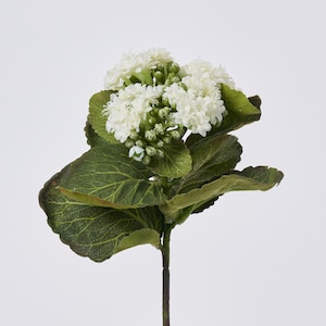 Weißer Seiden-Kalanchoe-Strauch Pflanzenspray - 20 cm