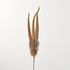 May include: A decorative feather stem featuring a cluster of brown and tan feathers with a speckled base. The long, slender feathers have a striped pattern in shades of brown and tan, with a few feathers curving upwards.