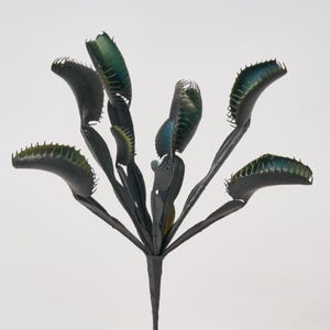 Può includere: Una pianta di Venere acchiappamosche stilizzata e di colore scuro con molteplici trappole aperte. Le trappole hanno una lucentezza iridescente verde e blu, e gli steli sono grigio scuro. La pianta è su uno sfondo bianco.