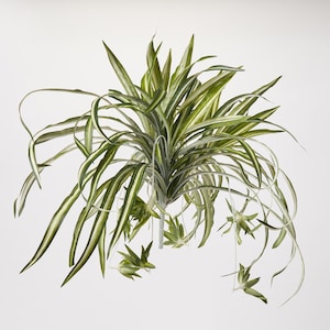 May include: Artificial spider plant featuring long, variegated green and white leaves. The plant has a central stem and several smaller plantlets suspended from thin, white stems. The leaves are long and slender, with a slight curve. Set against a white backdrop.