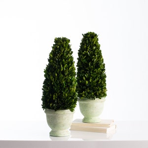 20 Inch Boxwood Tree Cone Topiary in Light Green Tinted Weathered Concrete Urn - Single or Pair