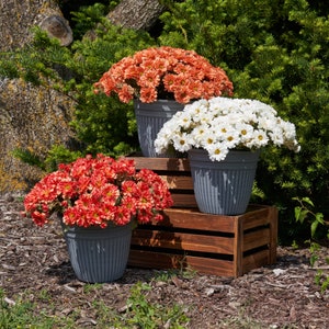 Faux Zinnia Mum Bush Outdoor Urn Filler Fall Arrangement - Available In 3 Colors