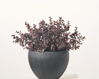 May include: A dark gray ceramic planter with a rounded shape, filled with a lush, burgundy-colored plant with small leaves.