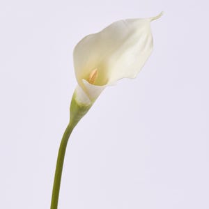 Könnte beinhalten: Eine einzelne weiße Calla-Blüte mit einer glatten, geschwungenen Blütenblattstruktur, die eine trichterförmige Form um einen zentralen gelben Kolben bildet. Die Blüte ist an einem schlanken, festen grünen Stiel befestigt, der von der Basis abwärts verläuft.