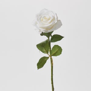 May include: A single white rose with green leaves and a long stem.