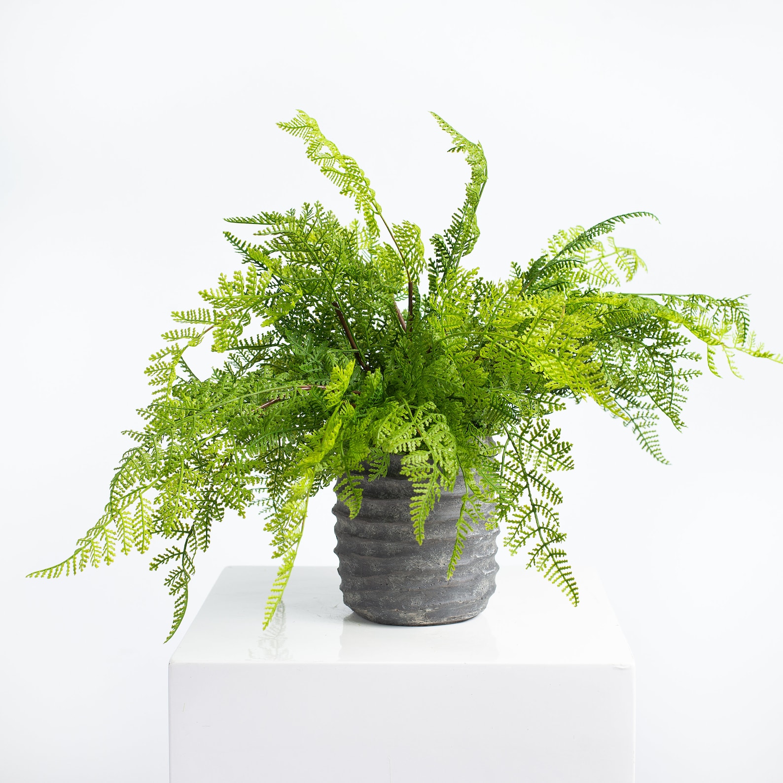 Real Touch Faux Lace Fern in Black Ceramic Pot Etsy