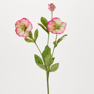 Bright Pink & Green Hellebores Blooms Faux Winter Spring Stem Spray - 22&quot;