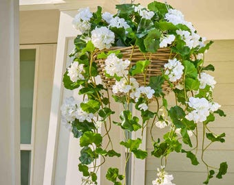 Blühender weißer Geranienstrauch, ideal für Frühling und Sommer, als Hängekorb