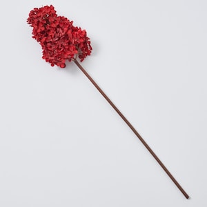 May include: A single red hydrangea flower with a long brown stem on a white background.