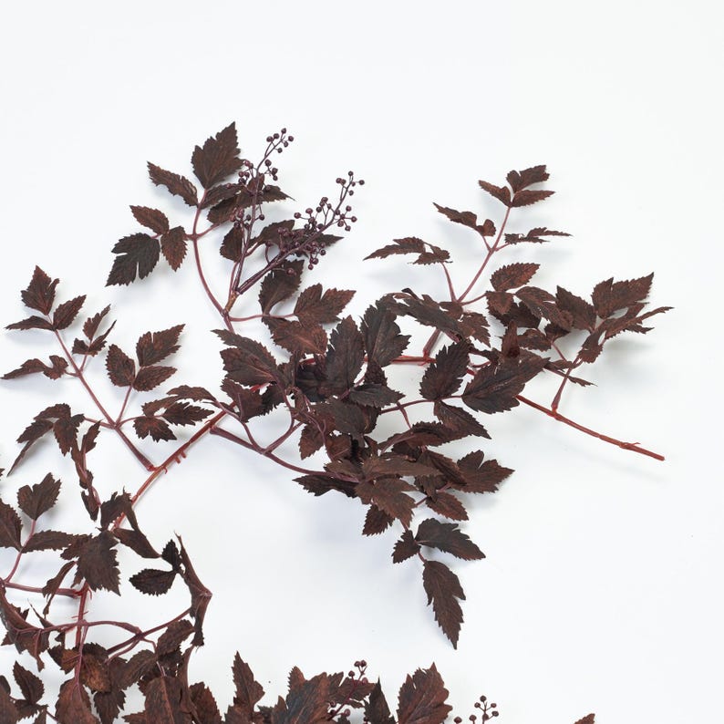 Darby Creek Trading Cimicifuga Ramosa Leaf & Berry Garland - Thumbnail 2