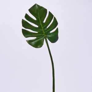 May include: A single, vibrant green Monstera leaf with characteristic fenestrations. The leaf is attached to a long, slender stem, creating a natural, botanical aesthetic. The image is set against a plain white background, highlighting the leaf's details.