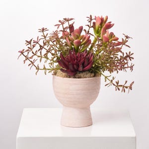 Composition de succulentes Echeveria bordeaux, argonium rouge, pot en terre cuite sur pied