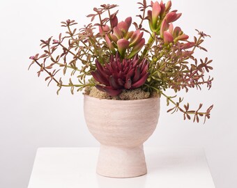Suckulentarrangemang i vinröd Echeveria, röd argonium, terrakotta med fot i skålform